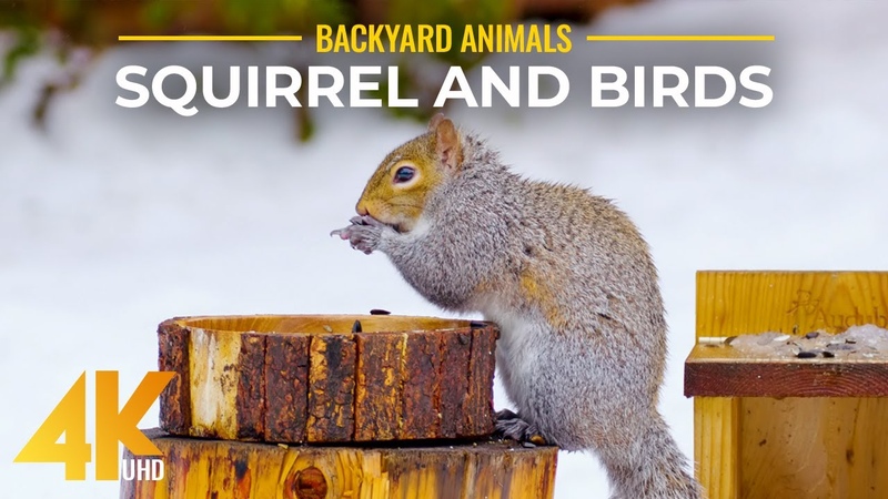 4 K Wintertime Backyard Animals Close ups of Wild Birds Squirrels Nature Relax Video Part,