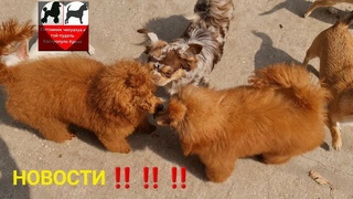 банный день 🐩🐩 КТО НАШЁЛ СВОЮ СЕМЬЮ ‼️ ПИТОМНИК ЧИХУАХУА И ТОЙ-ПУДЕЛЬ КАСТРОПУЛО КРЫМ КУПИТЬ ЩЕНКА