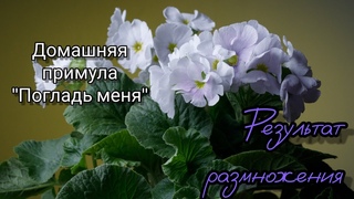 Результаты деления комнатной примулы.