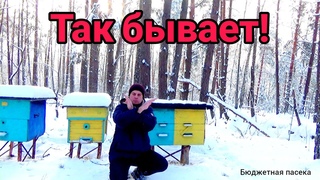Есть потери в 2023 году. Пчеловодство как оно есть!