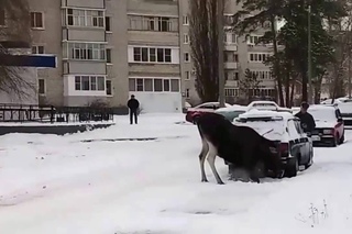 Лось и выхлопные газы