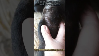 Жертва садистов #лари_алексин  и 50 спасенышей молят о помощи!!! +79026973128