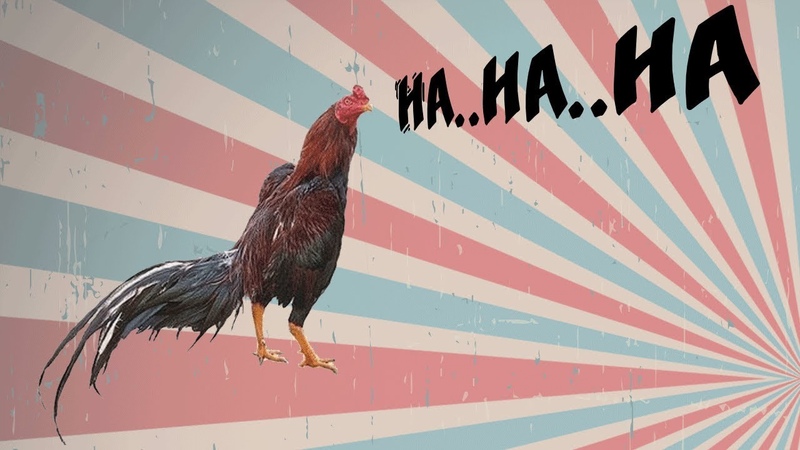 The Laughing Chickens Try not to