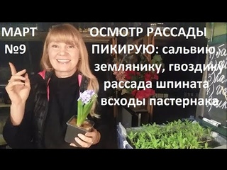 Март №9. Сею шалфей. Пикирую сальвию, гвоздику, землянику.  Шпинат рассадой.