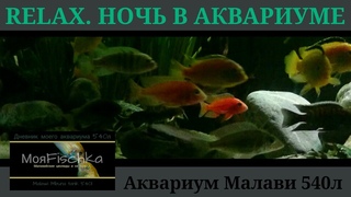 Relax. Ночь в аквариуме(Перед тем, как погаснет свет)