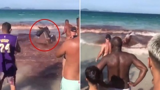 This Summer, Sharks Brutally Attack Humans 2023