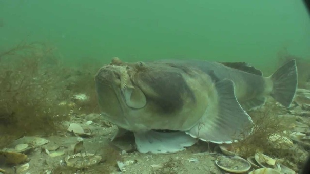 Stargazer. Unusual Spearfishing