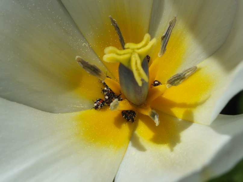 Максим Стрейлов | Санкт-Петербург