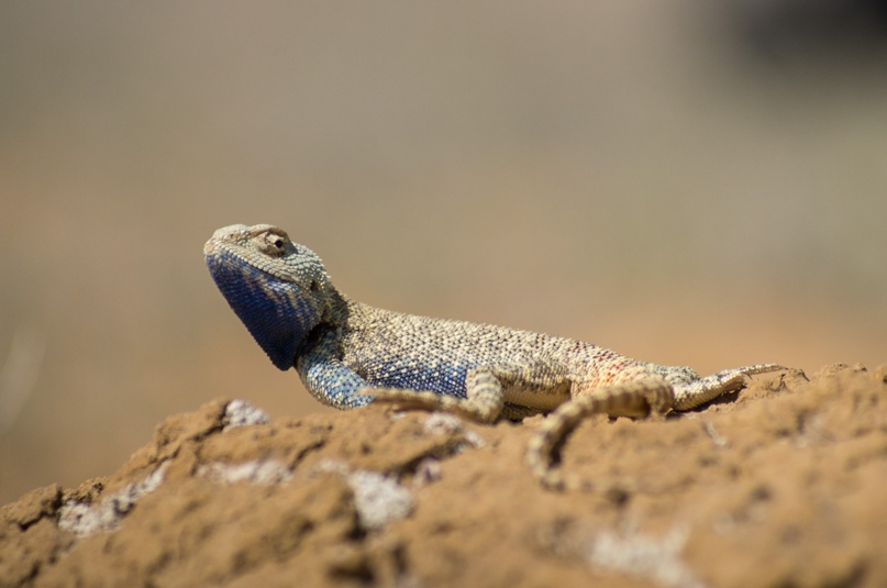Елена Романова | Санкт-Петербург