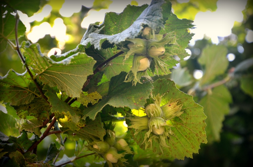 Света Тарасова | Ростов-на-Дону