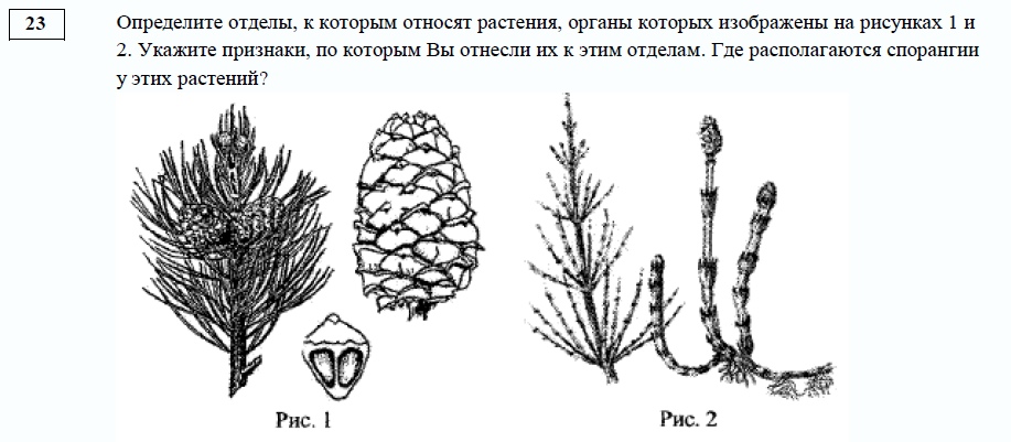 На рисунке изображен признак. ЕГЭ биология ботаника задания. ЕГЭ по биологии задания по ботанике. Задания по ботанике ЕГЭ биология 2021. Задания из ЕГЭ по биологии по ботанике. На рисунке изображен признак. ЕГЭ биология ботаника задания. ЕГЭ по биологии задания по ботанике. Задания по ботанике ЕГЭ биология 2021. Задания из ЕГЭ по биологии по ботанике.