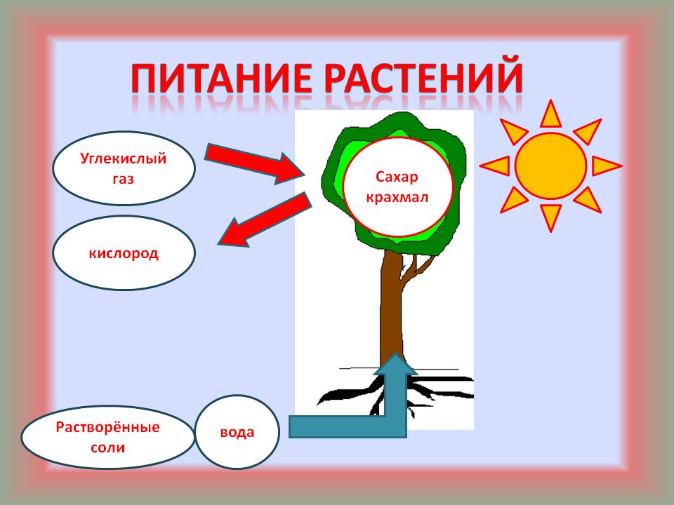 Surrounding the world, "School of Russia", 2nd and 3rd grade. #окружающий_мир@my