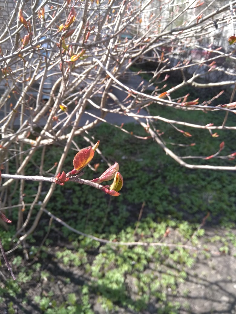 Софья Тихомирова |