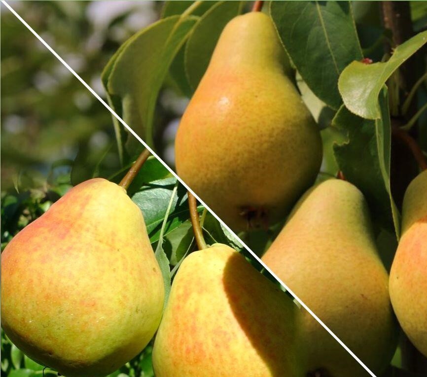 Груша кафедральная описание фото отзывы садоводов Груша кафедральная описание фото отзывы садоводов