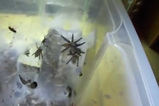 My Monocentropus balfouri colonies (feeding)