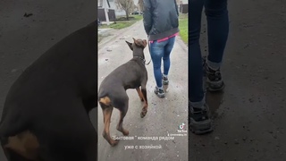 Команда рядом бытовая. Дрессировка добермана.
