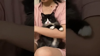 На это можно смотреть ВЕЧНО!! Смешные Кошки и Собаки! 😂😂😂 #Shorts