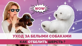 Как отбелить шерсть собаки Косметика для отбеливания