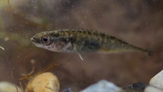 The Wildlife Garden Project | A guide to fish in your wildlife pond