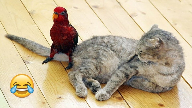 Try Not To Laugh Dogs And Cats Best Funniest Animals Video 2024 Part