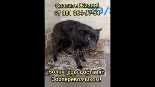 Двух собачeк привeзли усыплять - Чeрныш и Лохматик! #rescueddog  #собака #спасисобаку #собакавбеде