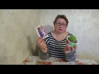 Дельфиниум и Статица. Всходы - как не допустить ошибок