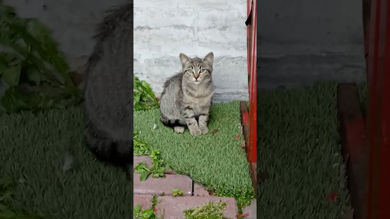 Котята кошки Маши ищут дом СОС котенок мальчик уже бегает