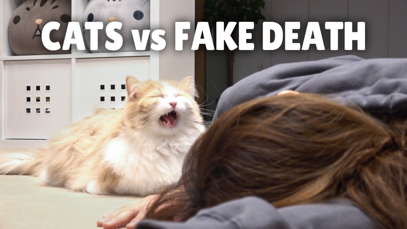 Cats vs Fake