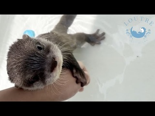 カワウソの赤ちゃんが泳ぐ練習をさぼった結果・・・　Baby otter refuses to go to the swimming class, but...