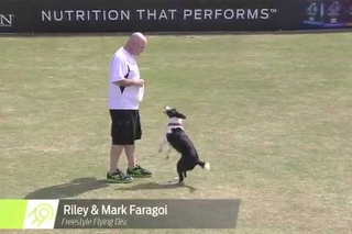 Flying Disc Dog Winner - 2014 Purina® Pro Plan® Incredible Dog Challenge Eastern Regionals