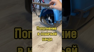 Пополнение в кошачьей банде 🐾 #питомцы #котики #котенок #cat #кошка