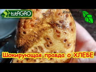 Белорусы шокированы качеством хлеба. Вот подробности. А вам попадался такой хлеб
