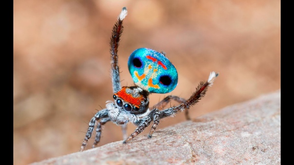 Peacock Spider