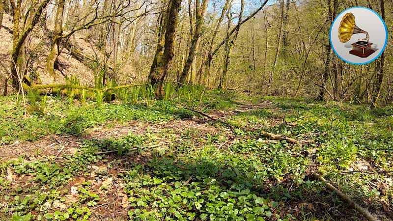 Spring birdsong in the mountains, wind noise for