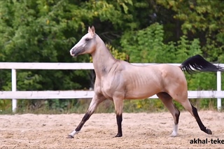 Ахалтекинский жеребец Шемал-Тарки/Akhal-teke colt SHEMAL-TARKI `2014
