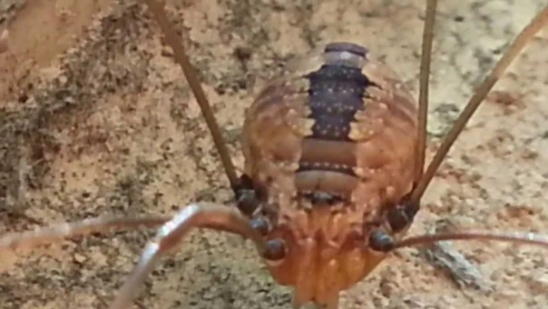 Two Different Daddy Longlegs Harvestmen Opiliones Spiders Closeup