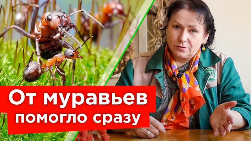 МУРАВЬИ БОЯТСЯ ЭТОГО КАК ОГНЯ Эффективные способы борьбы с
