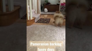 barking sound sound /Pomeranian puppies funny cute pom