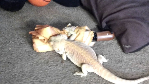 Worlds horniest bearded dragon