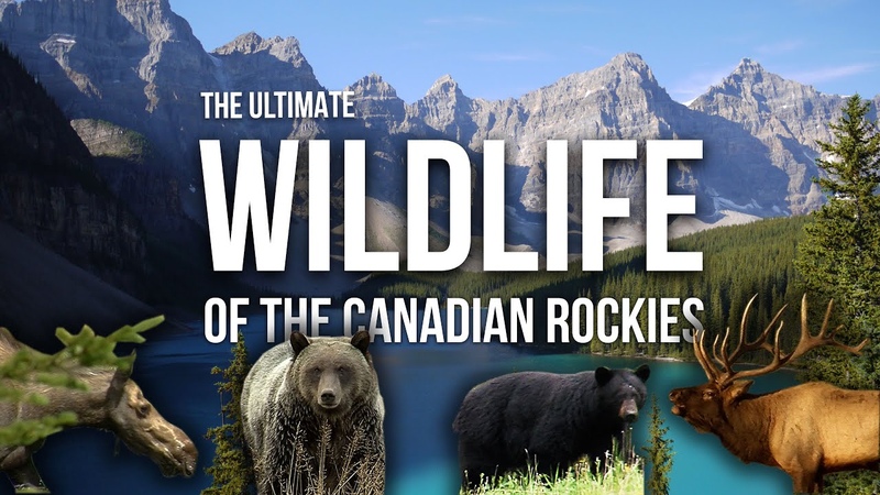 The Ultimate Canadian Rockies Wildlife Documentary Banff and
