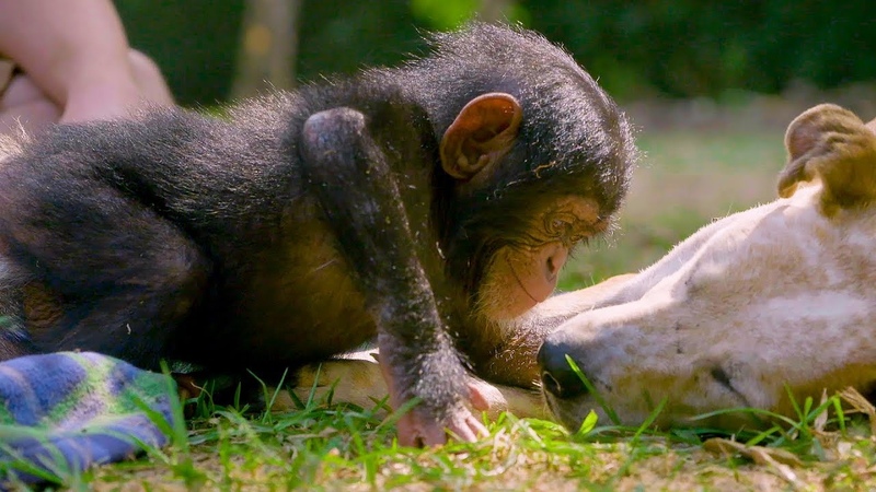 Puppies and Baby Chimpanzees Make The Cutest Friends, BBC