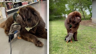 Dog And Duck Best Friends