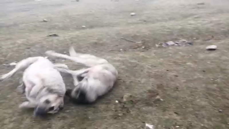 Elazığ dan Çolle Yozgat tan