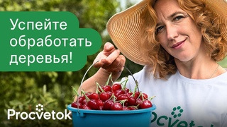 ОПРЫСКАЙТЕ ВИШНИ И ЧЕРЕШНИ ПРЯМО СЕЙЧАС, иначе все съедят червяки!