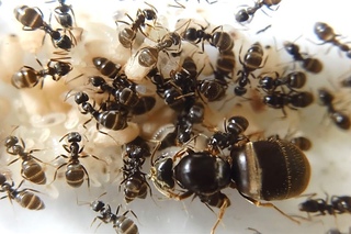 Экзотические и редкие муравьи - Imperium ants Lasius