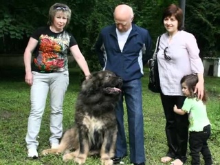 Кавказская овчарка Басмач.