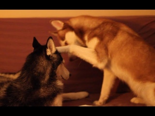 Bedtime with Mishka, Moki, and Laika