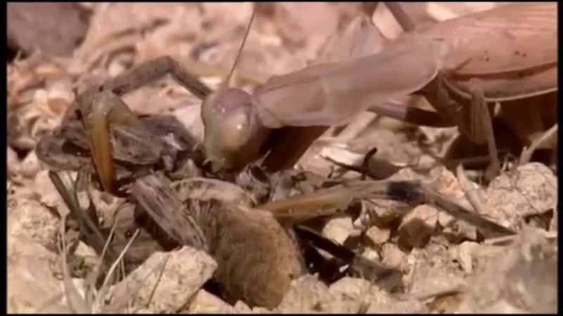 Mantis vs Spider (2 Brown Praying Mantids devour huge Wolf