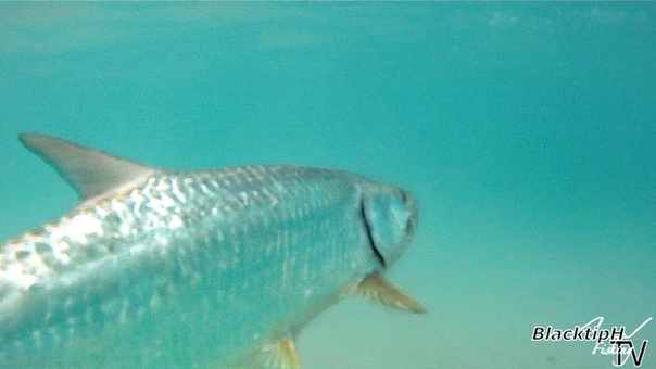 Monster Beach Fishing