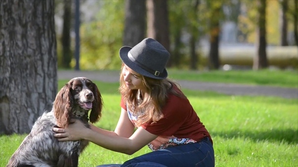 Russian Spaniel Amazing